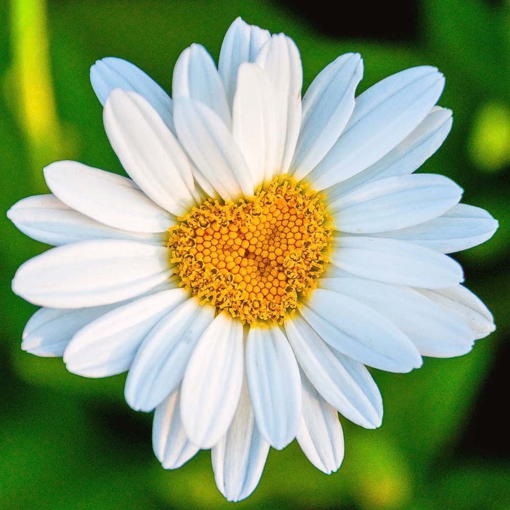 Meet your Posher, Daisy